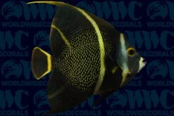 French Angelfish - Adult - USA