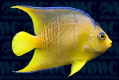 Blue Angelfish - Juvenile - USA