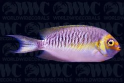 Masked Swallowtail Angelfish - Male - Philippines