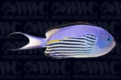 Watanabei Angelfish - Male - New Caledonia