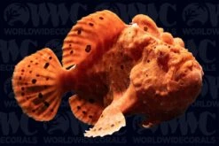 Red And Orange Angler - Philippines