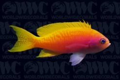 Bimaculatus Anthias - Female - Maldives