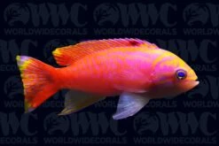 Bimaculatus Anthias - Male - Maldives