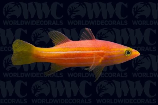 African Reef Basslet - Maldives