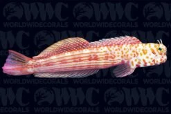 Red-Spotted Blenny - Maldives