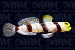 Dracula Goby - Sri Lanka