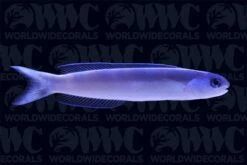 Dusky Tilefish - Philippines