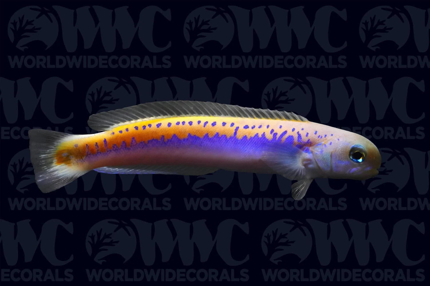 Oreni Tilefish - Kenya