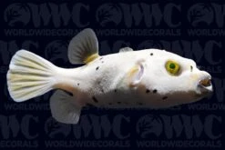 Dogface Pufferfish - Philippines