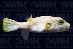 Stars And Stripes Pufferfish - Philippines