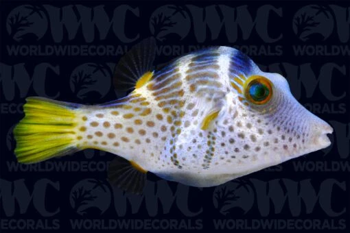 Valentini Saddled Pufferfish - Tonga