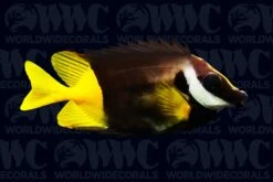 Fiji Foxface Rabbitfish - Fiji