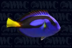 Blue Hippo Tang - Solomon Islands