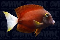Whitetail Bristletooth Tang - Tahiti