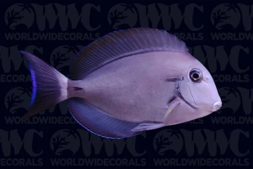 Eye Line Tang - Philippines
