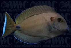 Lieutenant Tang - Maldives