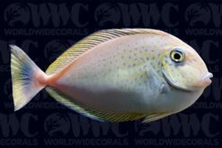 Vlamingii Tang - Changing - Sri Lanka