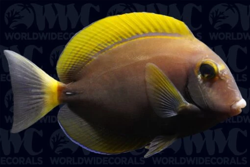 Dussumier Tang - Fiji