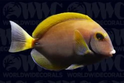 Dussumier Tang - Australia