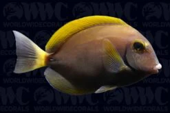 Dussumier Tang - Sri Lanka