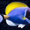 Powder Blue Tang - Maldives
