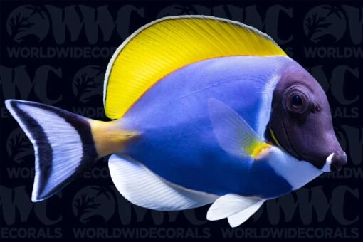 Powder Blue Tang - Maldives