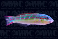 Pinkface Wrasse - Maldives