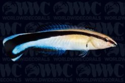 Cleaner Wrasse - Sri Lanka