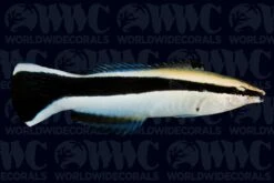 Cleaner Wrasse - Philippines