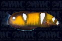 Formosa Wrasse - Juvenile- Sri Lanka