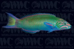 Lunare Wrasse - Philippines
