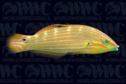 Pinstripe Melanurus Wrasse - Female - Philippines