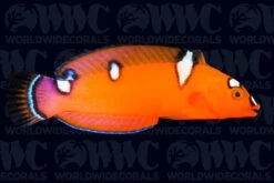 Red Coris Wrasse - Juvenile - Philippines