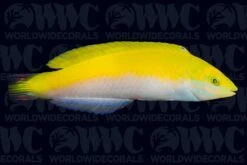 Canarytop Wrasse- Sri Lanka