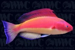 Hooded Flame Fairy Wrasse - Male - Vanuatu