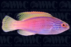 Lineatus Fairy Wrasse - New Caledonia