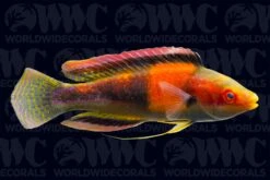 Girdled Fairy Wrasse - Male - Marshall Islands