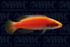 Girdled Fairy Wrasse - Marshall Islands