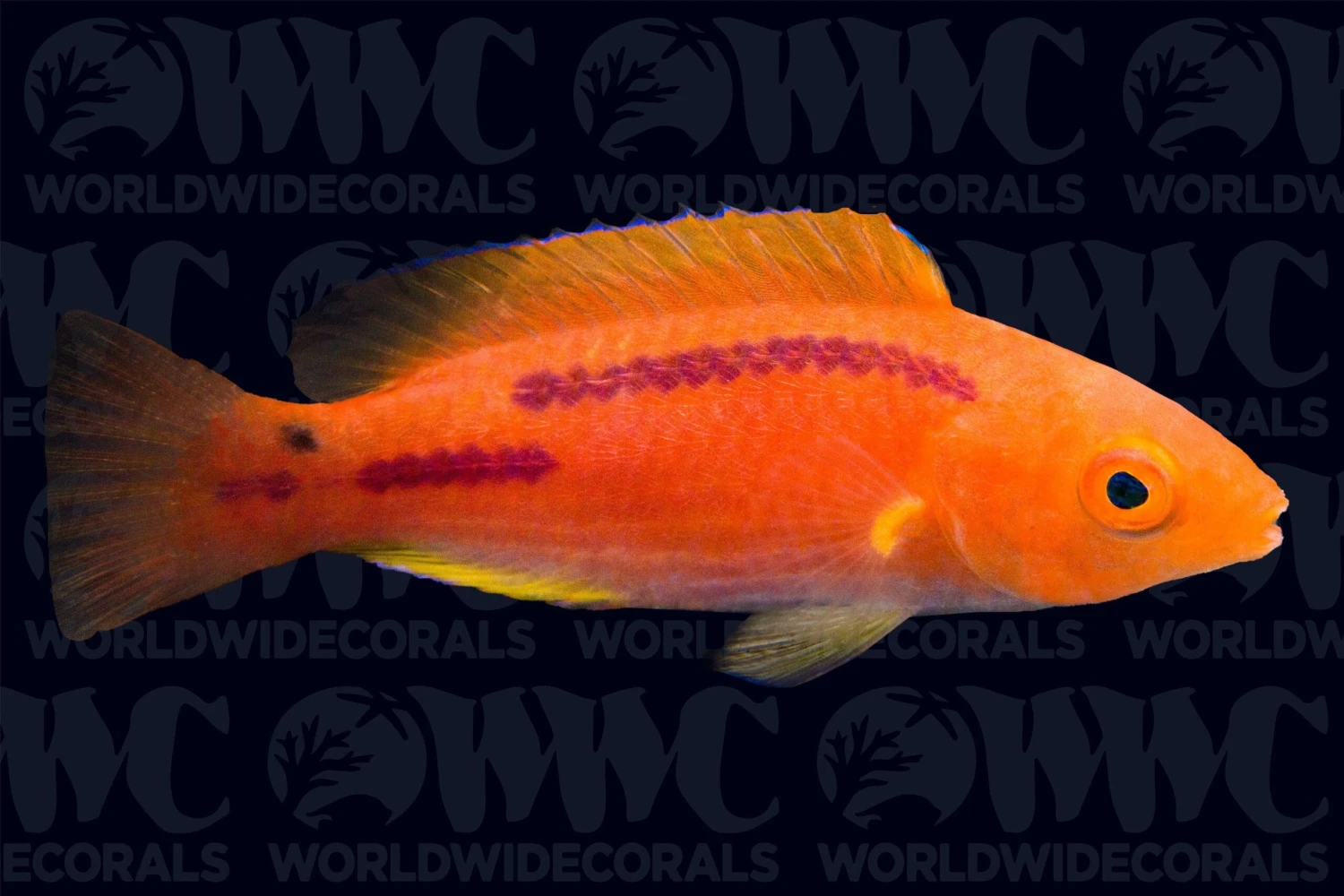 Multicolor Lubbocks Wrasse - Philippines