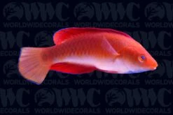 Redfin Fairy Wrasse - Male - Philippines