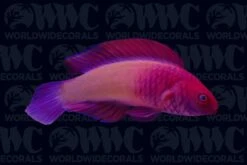 Red Velvet Wrasse - Male - Maldives