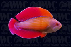 Red Sea Eightline Flasher Wrasse - Male - Djibouti