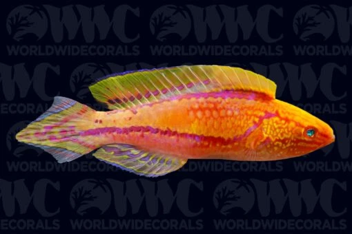 Pintail Fairy Wrasse - Male - Philippines