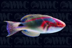 Exquisite Fairy Wrasse - Male - Maldives