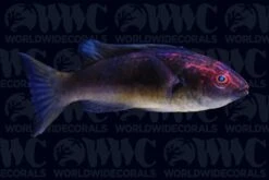 Dusky Brunneus Fairy Wrasse - Philippines