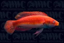 Blue Throat Sailfin Fairy Wrasse - Philippines