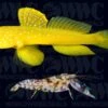 False Yellow Watchman Goby W/Tiger Pistol Shrimp - Phillippines