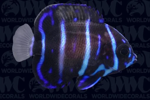 Majestic Blue Girdled Angelfish - Juvenile - Aquacultured - Bali Aquarich - Indonesia