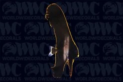 Juvenile Pinnatus Batfish - Aquacultured - Bali Aquarich - Indonesia