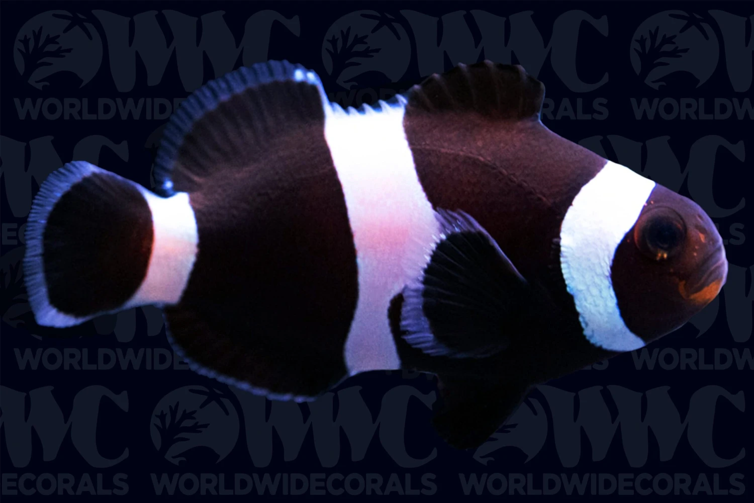 Ocellaris, Darwin, QM Labs Clownfish Aquacultured- USA